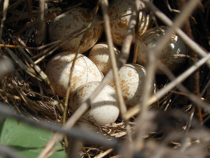Detail Telur Ayam Hutan Nomer 21