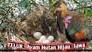 Detail Telur Ayam Hutan Nomer 23