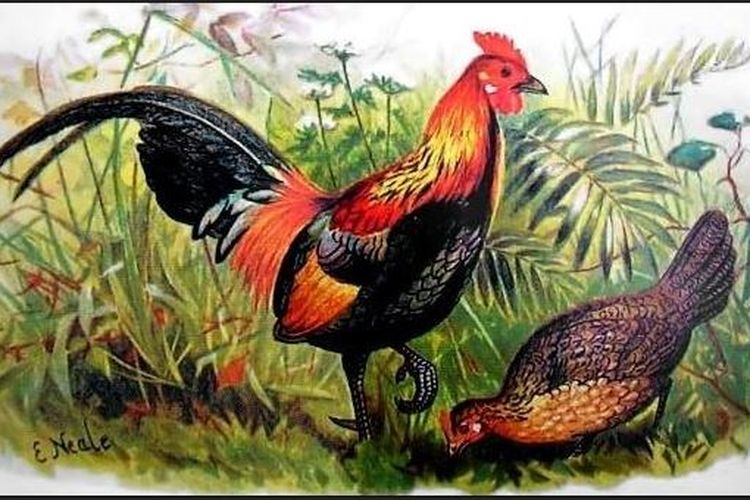 Detail Telur Ayam Hutan Nomer 27