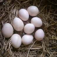 Detail Telur Ayam Hutan Nomer 29