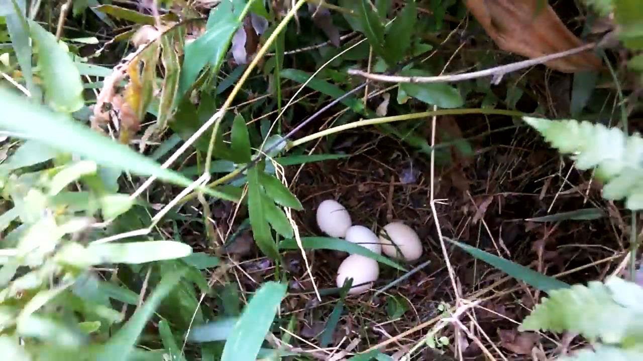 Detail Telur Ayam Hutan Nomer 5