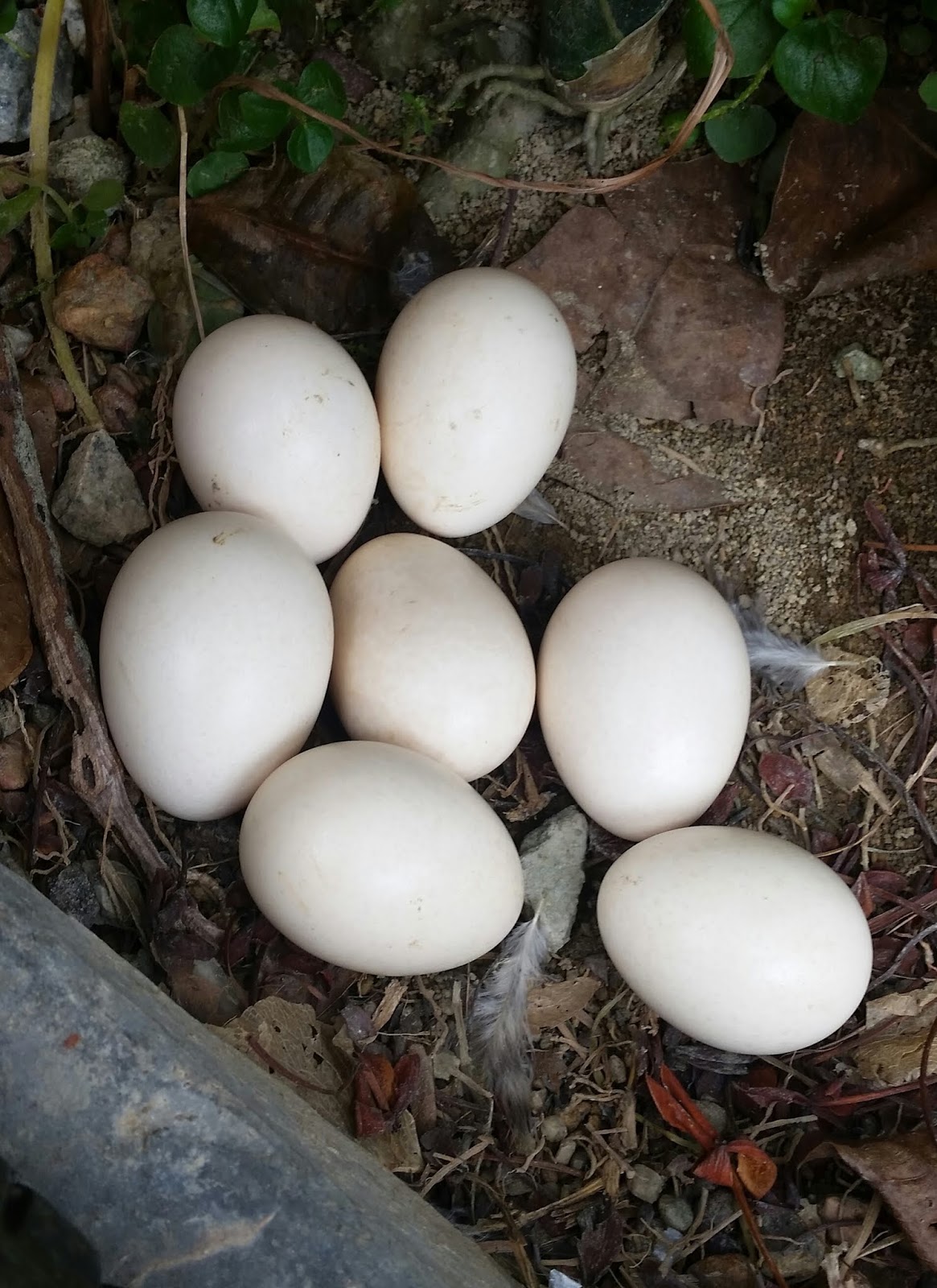 Detail Telur Ayam Hutan Nomer 40