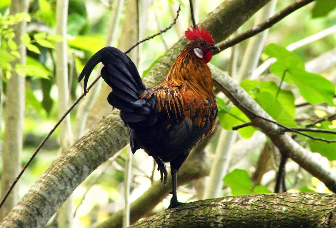 Detail Telur Ayam Hutan Nomer 43