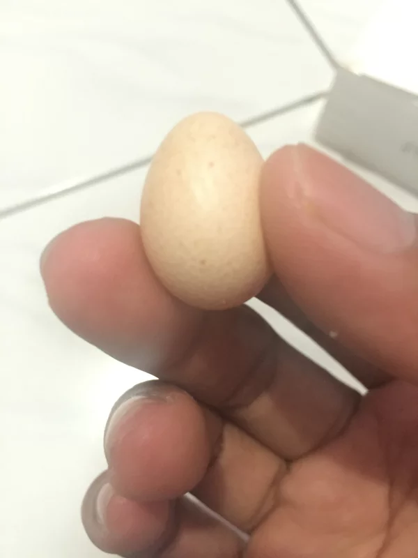 Detail Telur Ayam Jago Nomer 13