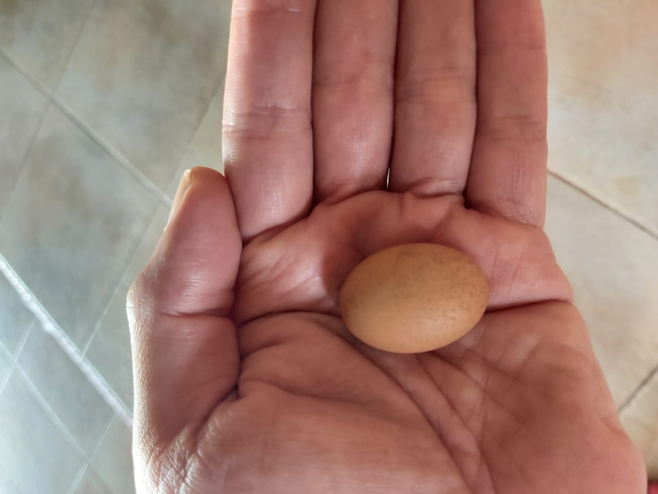 Detail Telur Ayam Jago Nomer 17