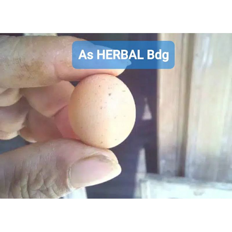 Detail Telur Ayam Jago Nomer 22
