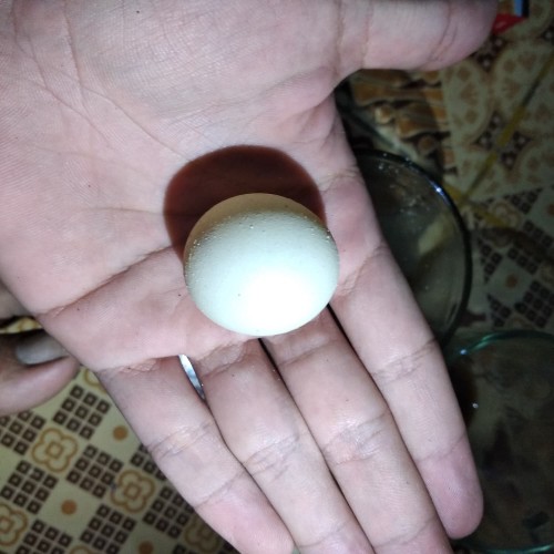 Detail Telur Ayam Jago Nomer 23