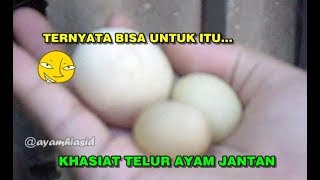 Detail Telur Ayam Jago Nomer 30