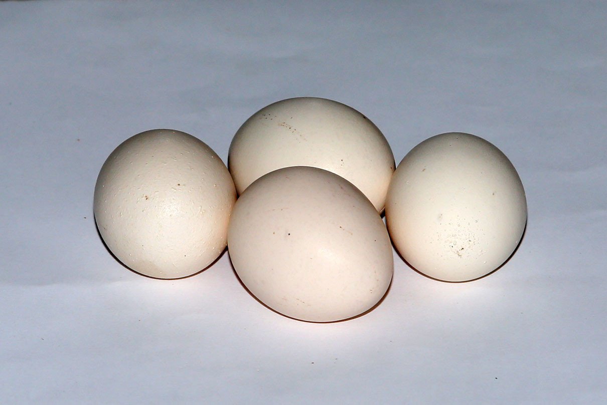Detail Telur Ayam Kampung Png Nomer 40