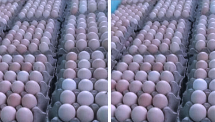 Detail Telur Ayam Negeri Warna Putih Nomer 1