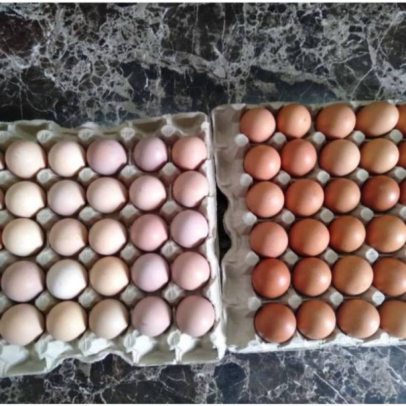 Detail Telur Ayam Negeri Warna Putih Nomer 17