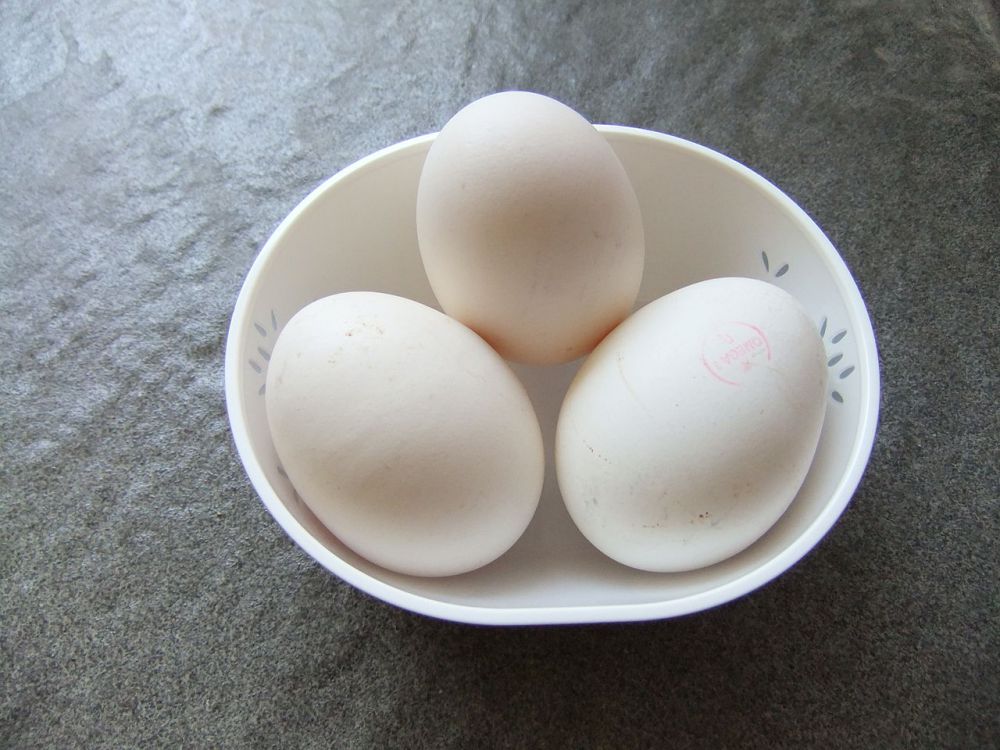 Detail Telur Ayam Negeri Warna Putih Nomer 29