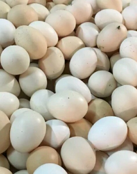 Detail Telur Ayam Negeri Warna Putih Nomer 40