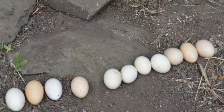 Detail Telur Ayam Negeri Warna Putih Nomer 45