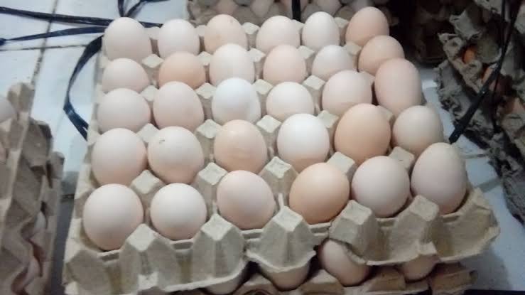 Detail Telur Ayam Negeri Warna Putih Nomer 46