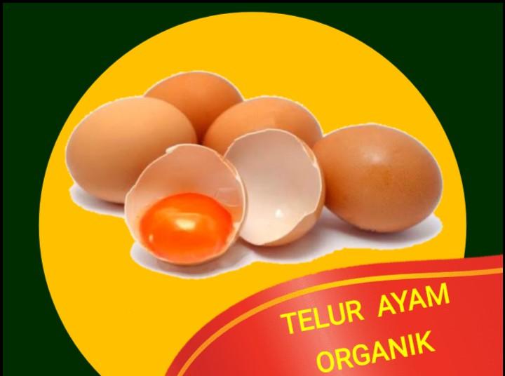 Detail Telur Ayam Organik Nomer 16