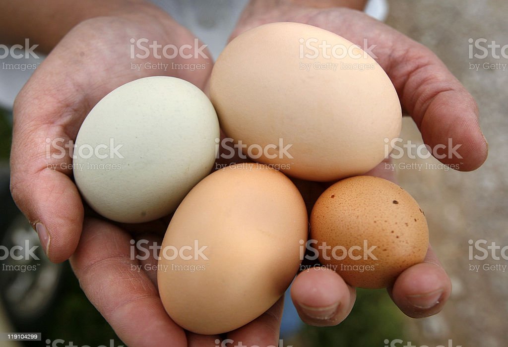 Detail Telur Ayam Organik Nomer 18
