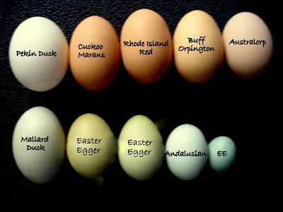 Detail Telur Ayam Warna Putih Nomer 4