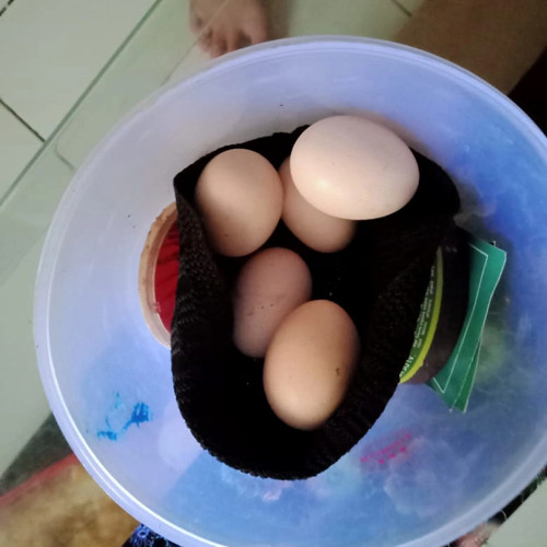 Detail Telur Ayam Warna Putih Nomer 39