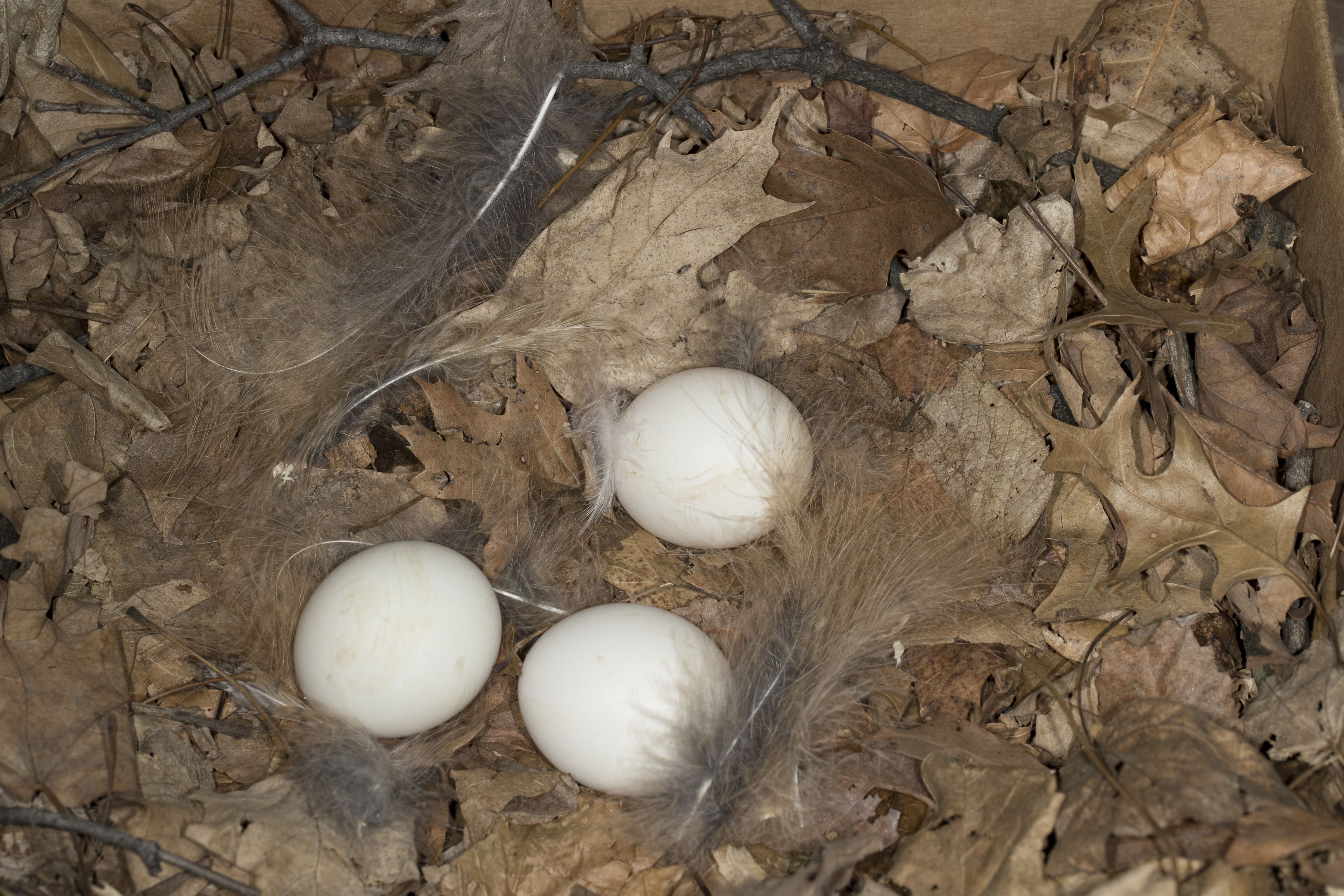 Detail Telur Burung Hantu Nomer 11