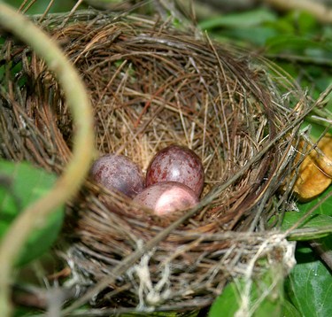 Detail Telur Burung Kutilang Nomer 9