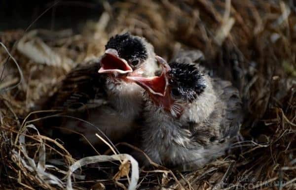 Detail Telur Burung Kutilang Nomer 22