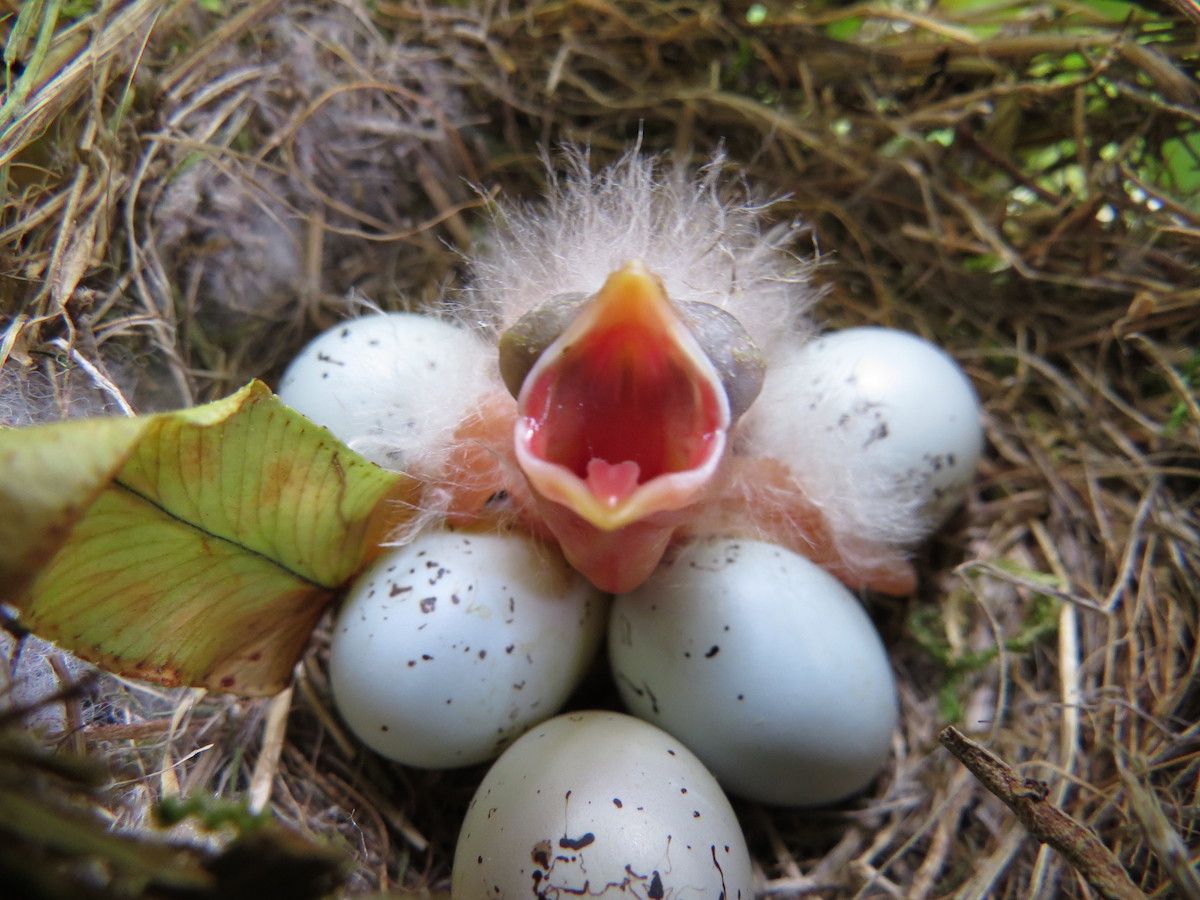 Detail Telur Burung Kutilang Nomer 3