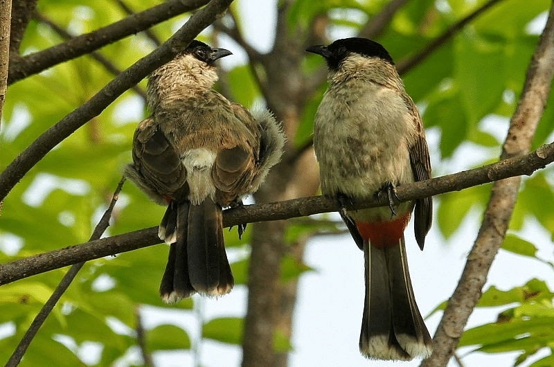 Detail Telur Burung Kutilang Nomer 26