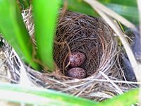 Detail Telur Burung Kutilang Nomer 28