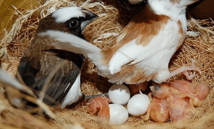 Detail Telur Burung Kutilang Nomer 31