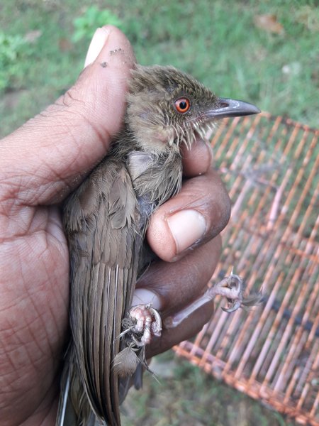 Detail Telur Burung Kutilang Nomer 35