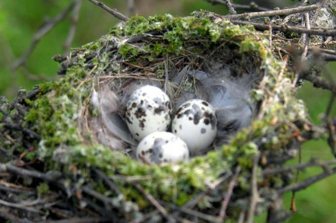 Detail Telur Burung Kutilang Nomer 38