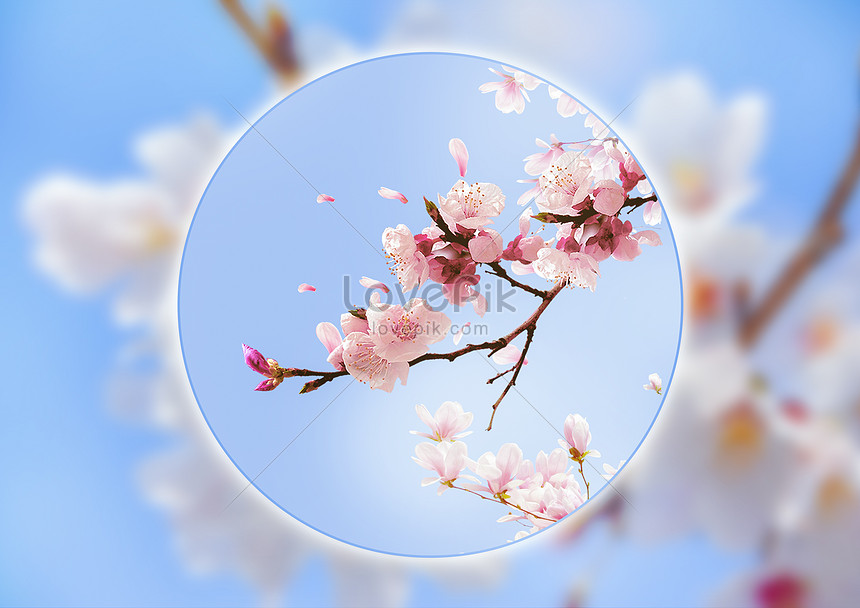 Detail Tema Bunga Sakura Bergerak Nomer 17
