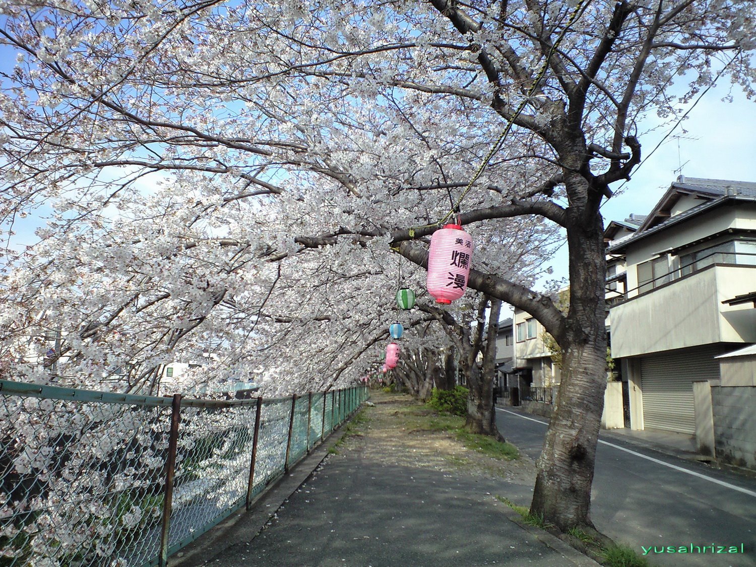 Detail Tema Bunga Sakura Bergerak Nomer 18