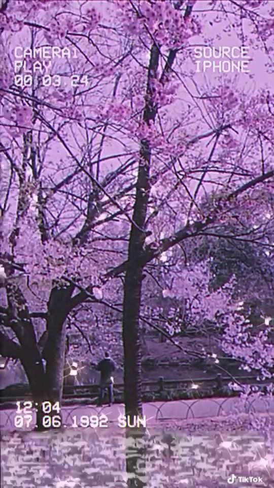 Detail Tema Bunga Sakura Bergerak Nomer 28