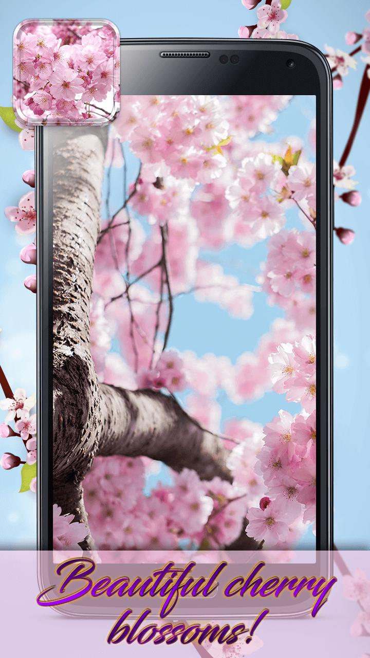 Detail Tema Bunga Sakura Bergerak Nomer 5