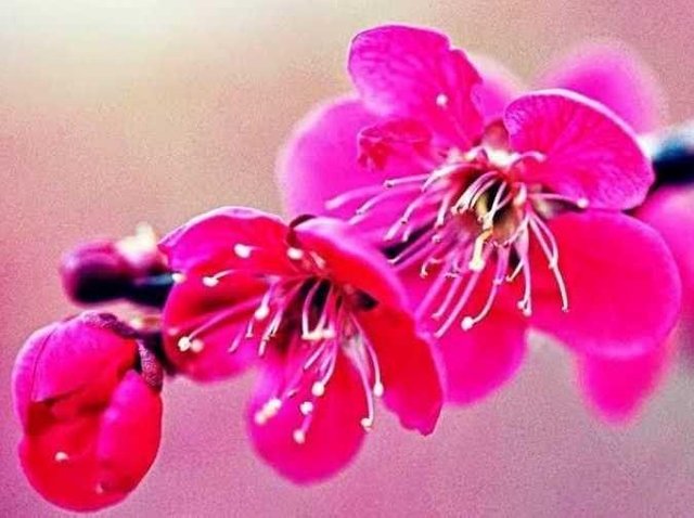 Detail Tema Bunga Sakura Bergerak Nomer 41
