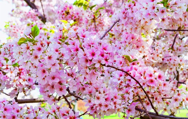 Detail Tema Bunga Sakura Bergerak Nomer 47