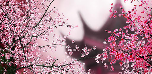 Detail Tema Bunga Sakura Bergerak Nomer 7