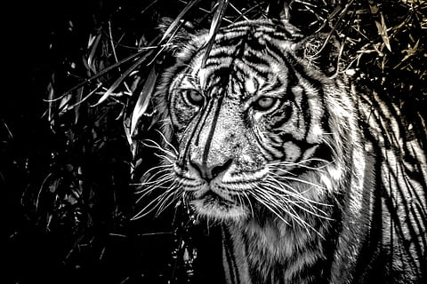 Detail Tema Macan Nomer 45