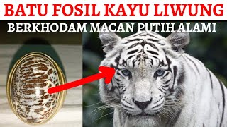 Detail Tema Macan Putih Nomer 44