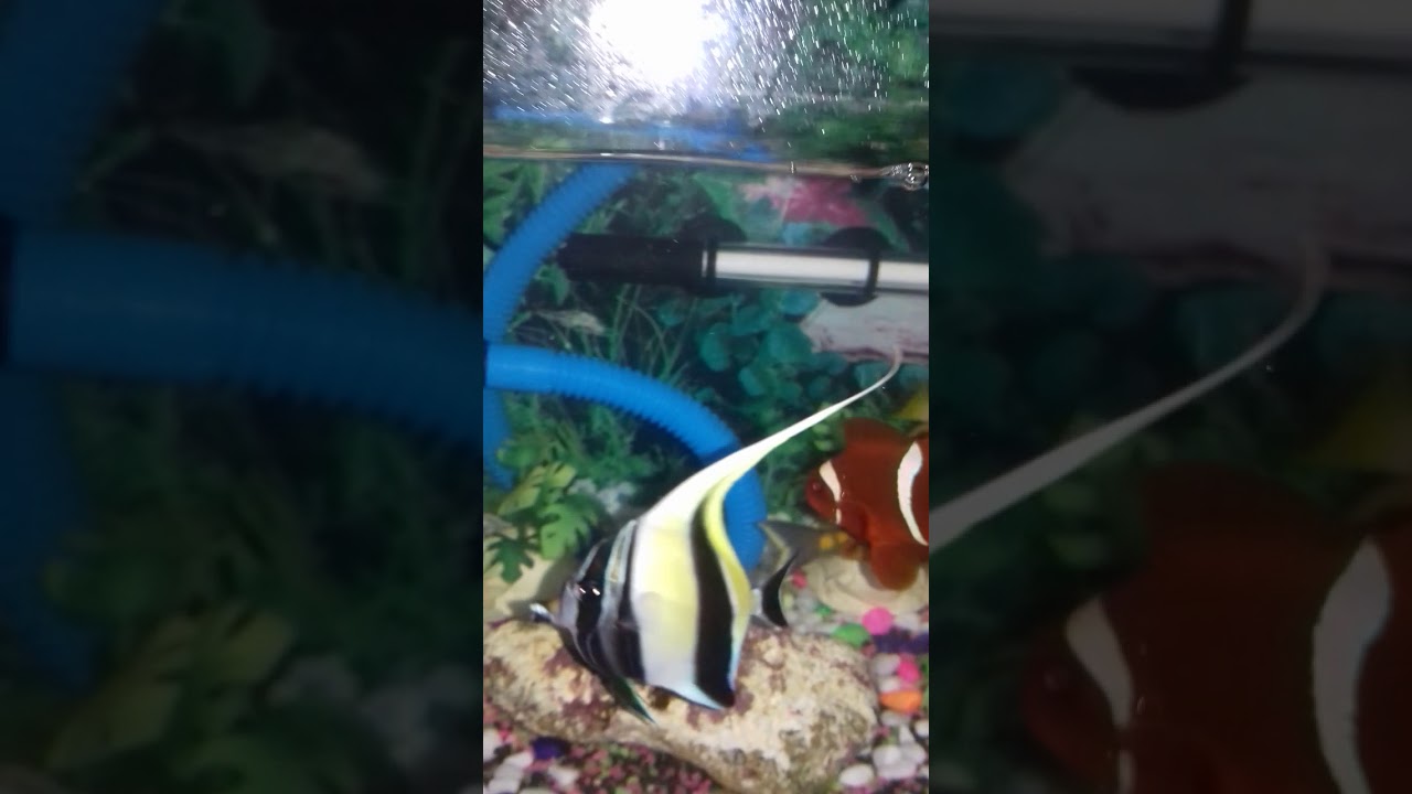 Detail Teman Ikan Nemo Nomer 19