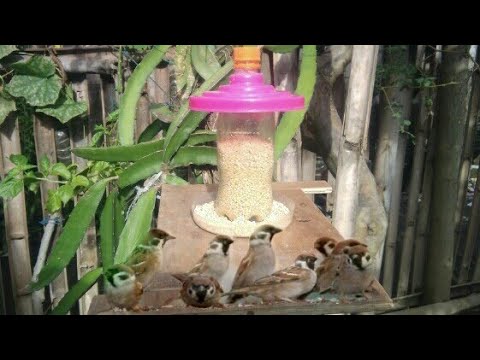 Detail Tempat Makan Burung Liar Nomer 10