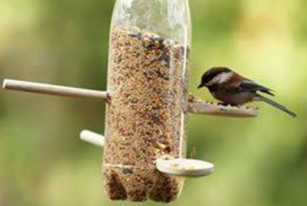 Detail Tempat Makan Burung Liar Nomer 18