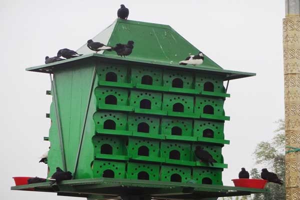 Detail Tempat Tinggal Burung Merpati Nomer 11