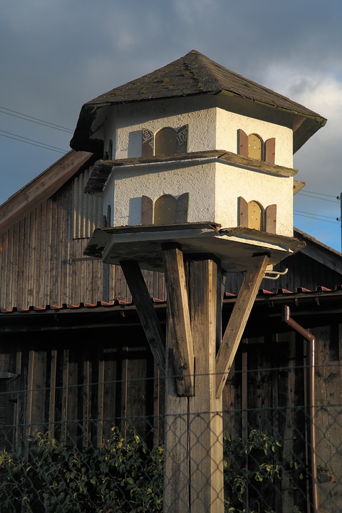 Detail Tempat Tinggal Burung Merpati Nomer 3