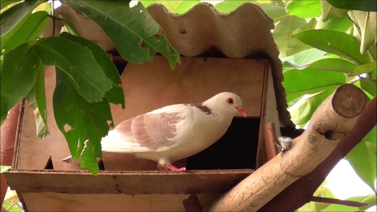 Detail Tempat Tinggal Burung Merpati Nomer 32