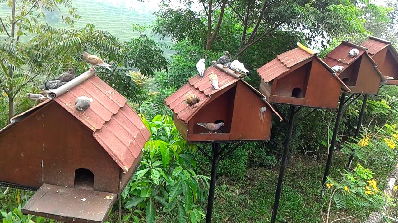 Detail Tempat Tinggal Burung Merpati Nomer 7