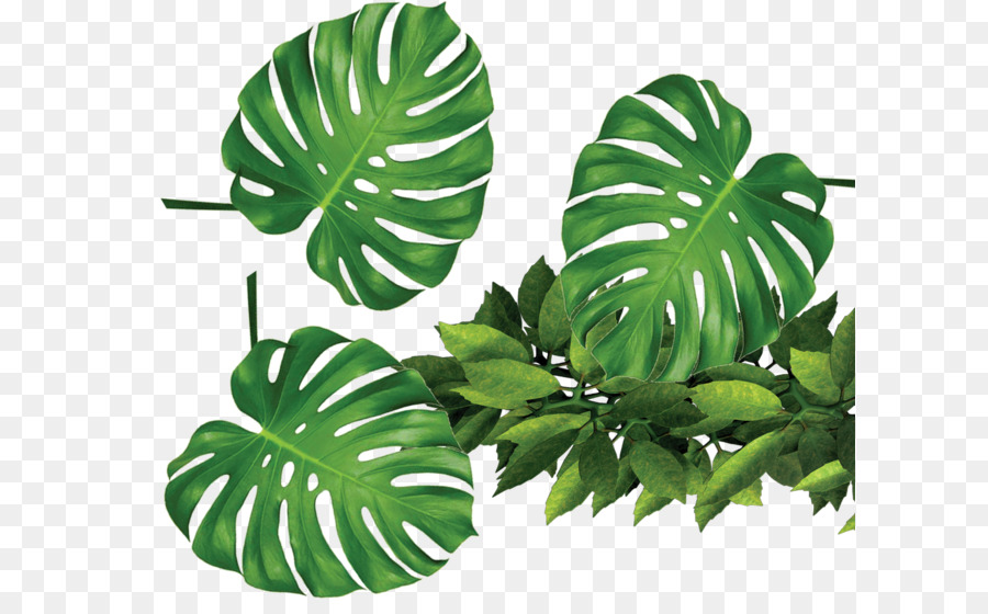Template Daun Png 37 Koleksi Gambar Template Daun Png 37 Koleksi Gambar