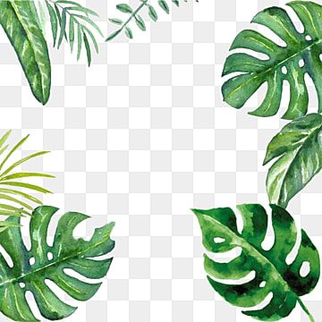 Detail Template Daun Png Koleksi Nomer 5 Detail Template Daun Png Koleksi Nomer 5